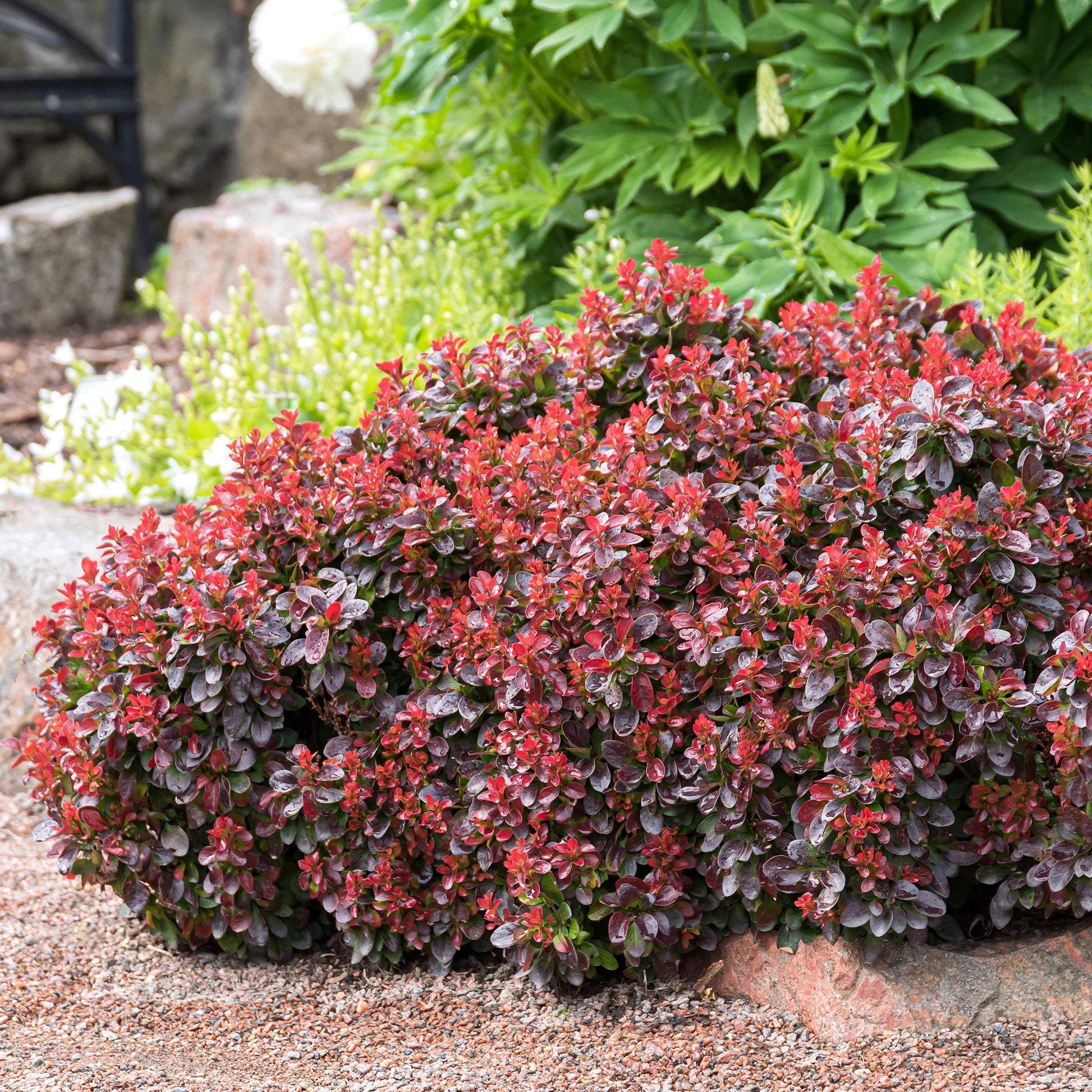 Raugerškis tunbergo (Berberis thunbergii) 'Bagatelle' – Gitanos