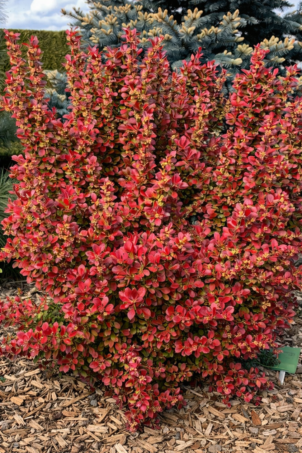Raugerškis tunbergo (Berberis thunbergii) 'Florence'