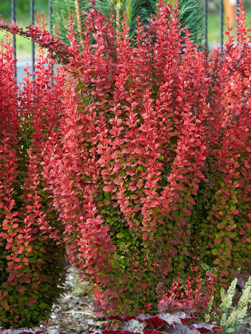 Raugerškis tunbergo (Berberis thunbergii) 'Orange Tower'