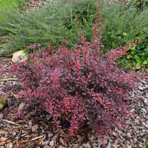 Raugerškis tunbergo (Berberis thunbergii) 'Rose Glow'