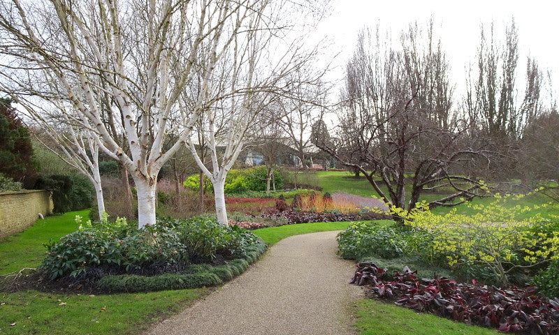 Beržas himalajinis (Betula utilis) 'Silver Shadow'