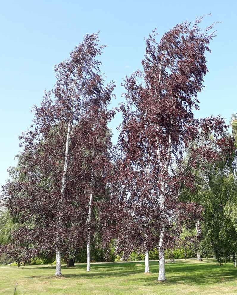 Beržas karpotasis (Betula pendula) 'Purpurea'