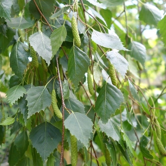 Beržas karpotasis (Betula pendula) 'Youngii'