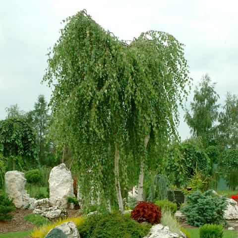 Beržas karpotasis (Betula pendula) 'Youngii'