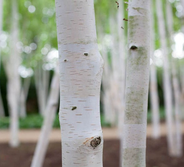 Beržas himalajinis (Betula utilis) 'Doorenbos'