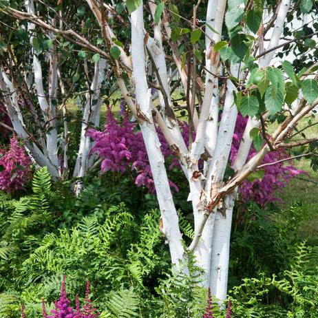 Beržas himalajinis (Betula utilis) 'Doorenbos'