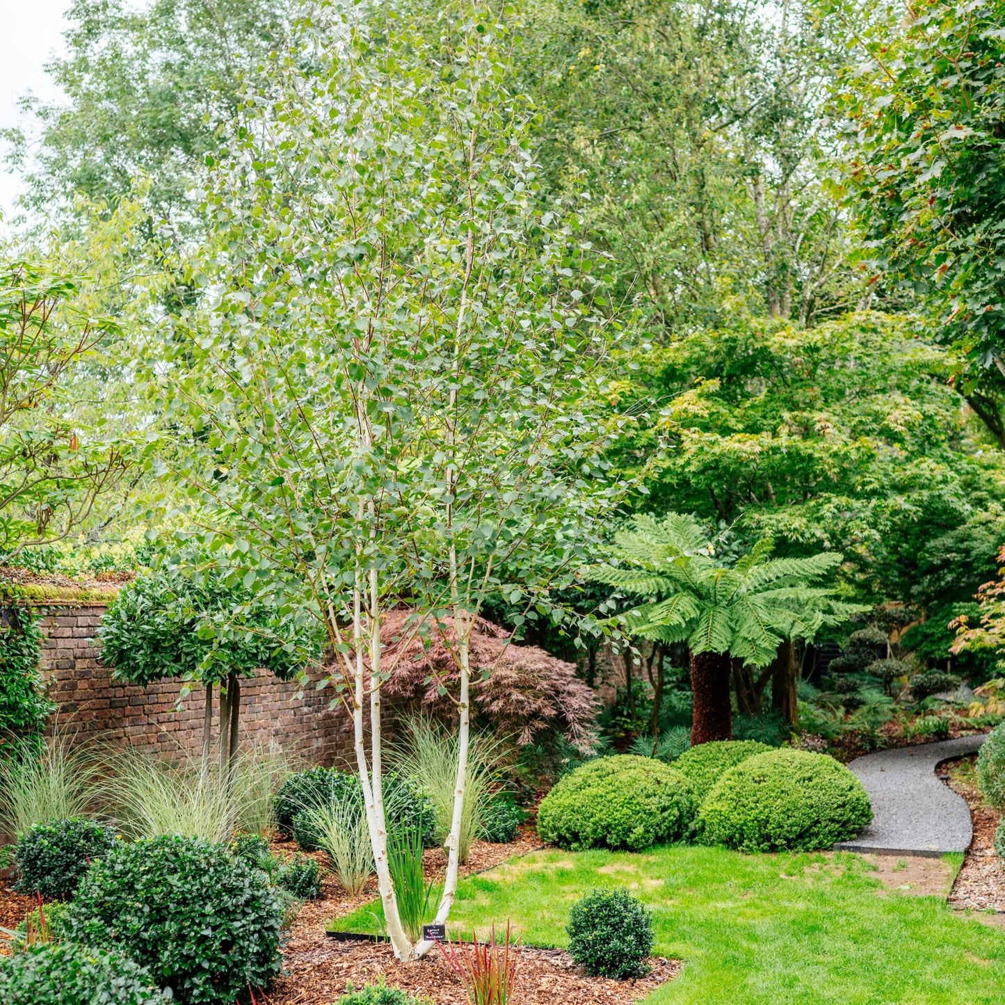 Beržas himalajinis (Betula utilis) 'Doorenbos'