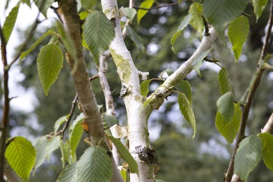 Beržas himalajinis (Betula utilis) 'Silver Shadow'
