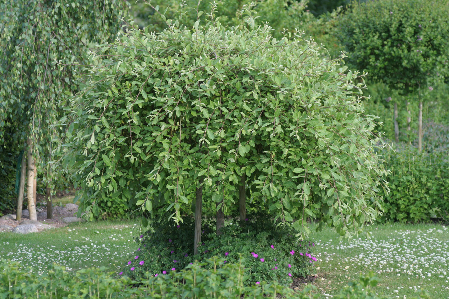 Blindė paprastoji (Salix caprea) 'Kilmarnock'