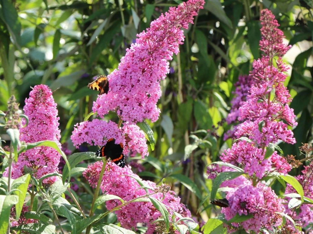 Budlėja Davido (Buddleja davidii) Reve de Papillion Pink 'Minpap'