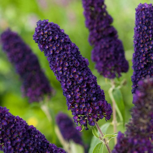 Budlėja Davido (Buddleja davidii) 'African Queen'