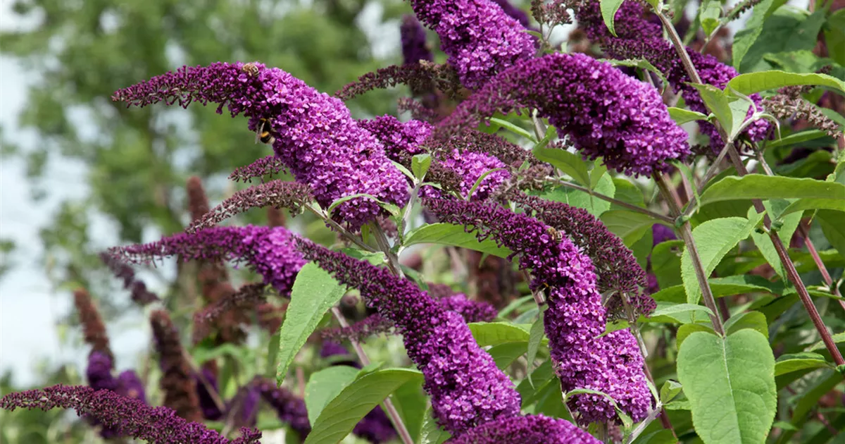 Budlėja Davido (Buddleja davidii) 'African Queen'