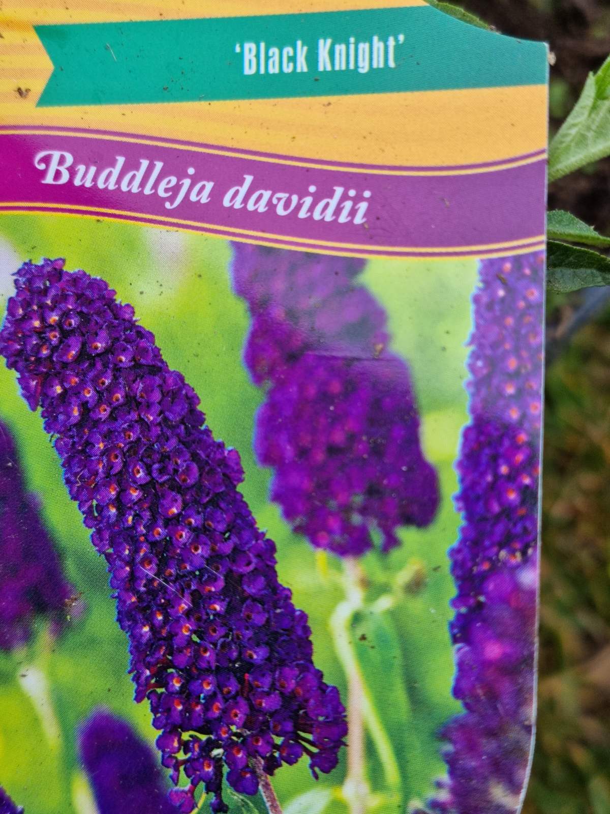 Budlėja Davido (Buddleja davidii) 'Black Knight'