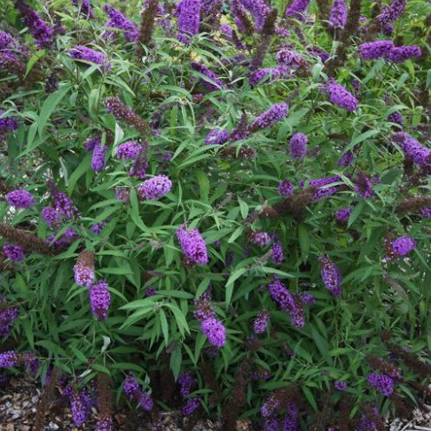 Budlėja Davido (Buddleja davidii) 'Black Knight'