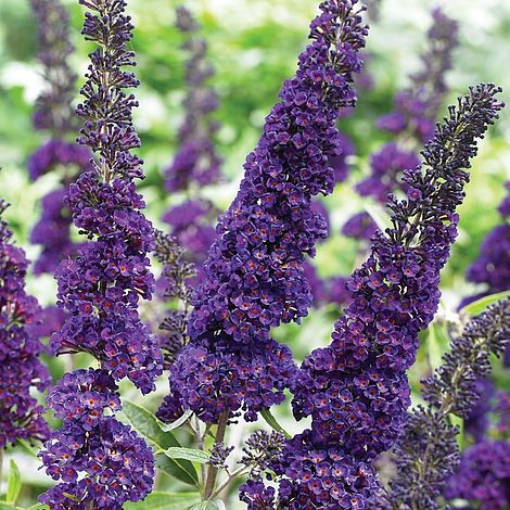 Budlėja Davido (Buddleja davidii) 'Black Knight'