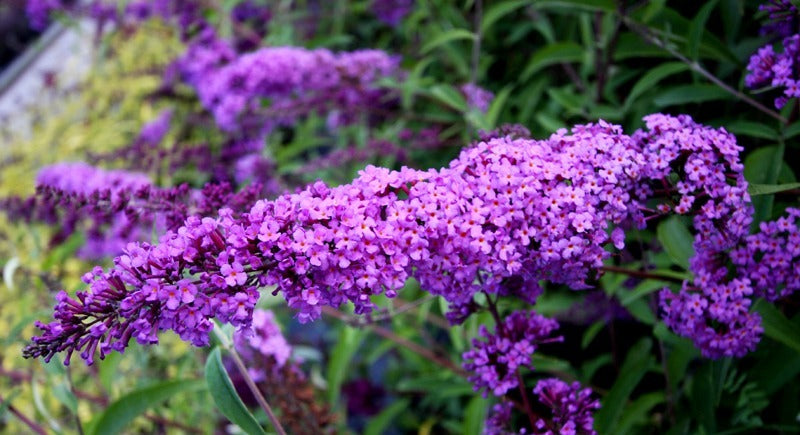 Budlėja Davido (Buddleja davidii) 'Blue Empire'