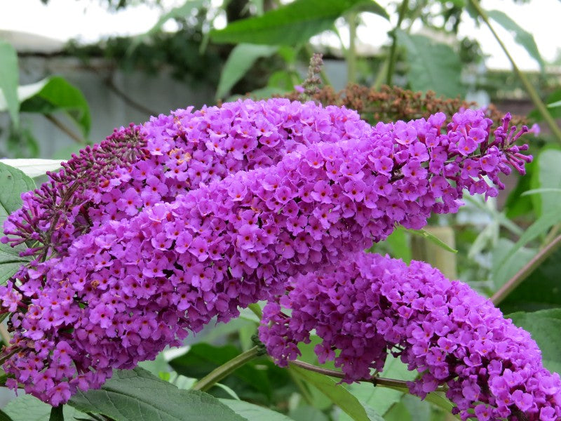 Budlėja Davido (Buddleja davidii) 'Border Beauty'
