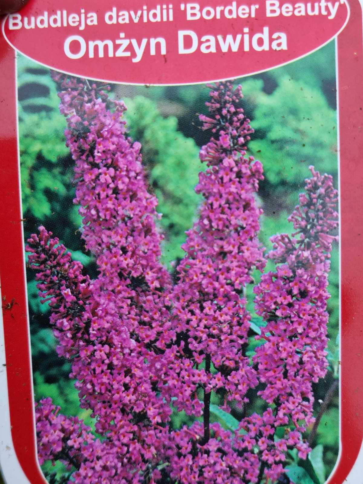 Budlėja Davido (Buddleja davidii) 'Border Beauty'
