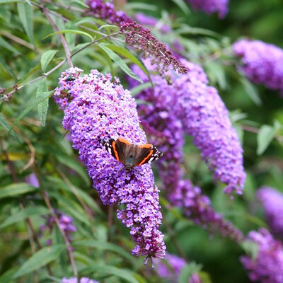 Budlėja Davido (Buddleja davidii) 'Ile de France