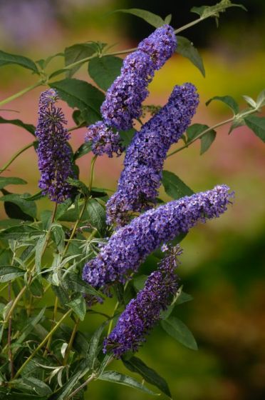 Budlėja Davido (Buddleja davidii) 'Nanho Blue'