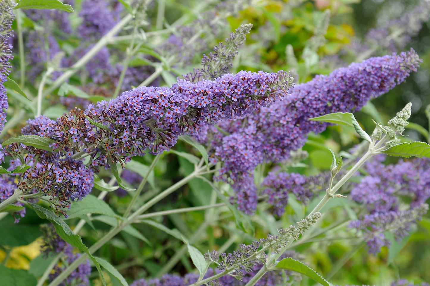 Budlėja Davido (Buddleja davidii) 'Nanho Blue'