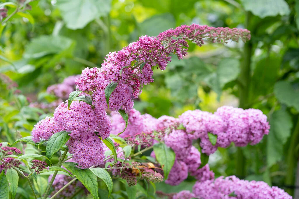 Budlėja Davido (Buddleja davidii) 'Pink Delight'