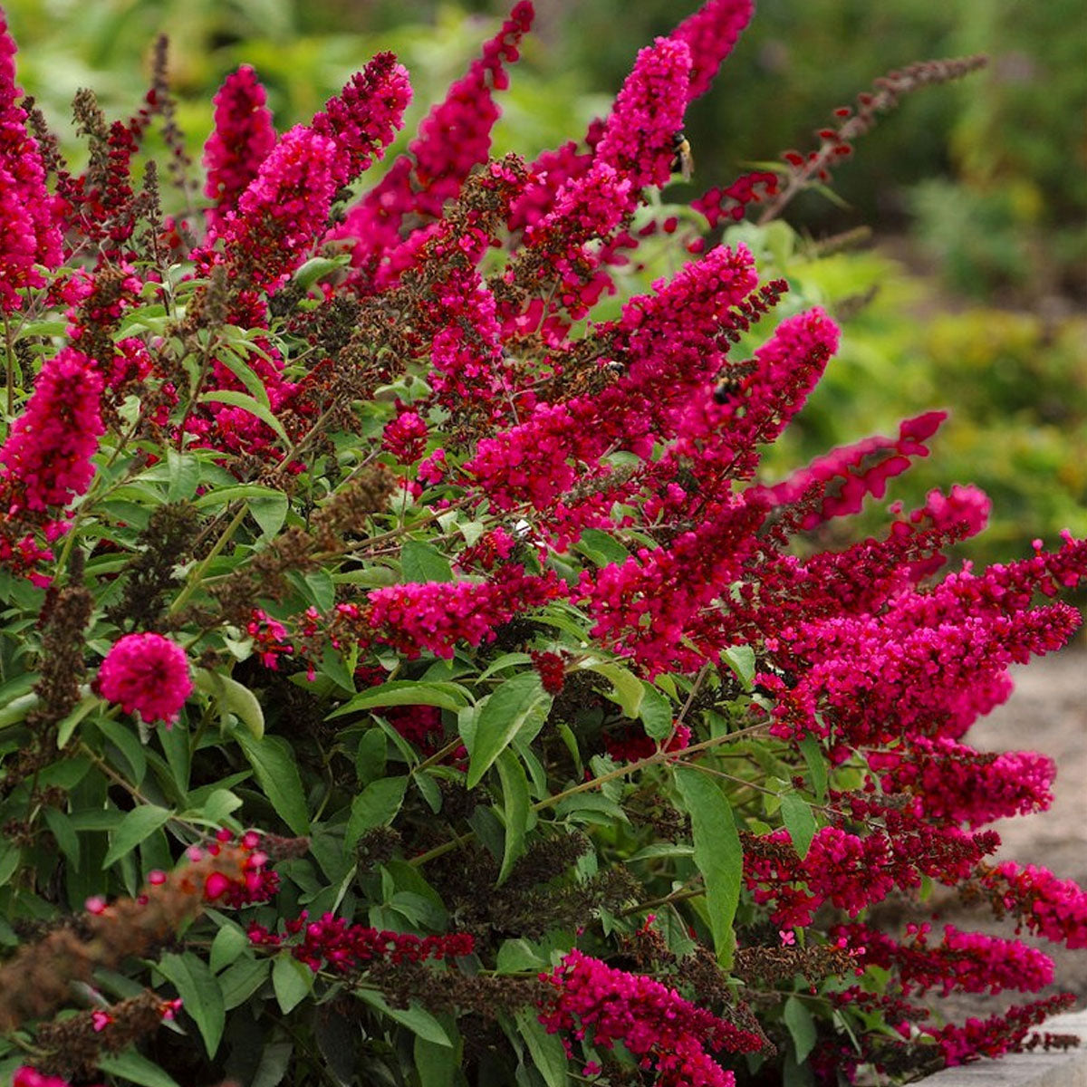 Budlėja Davido (Buddleja davidii) 'Royal Red'