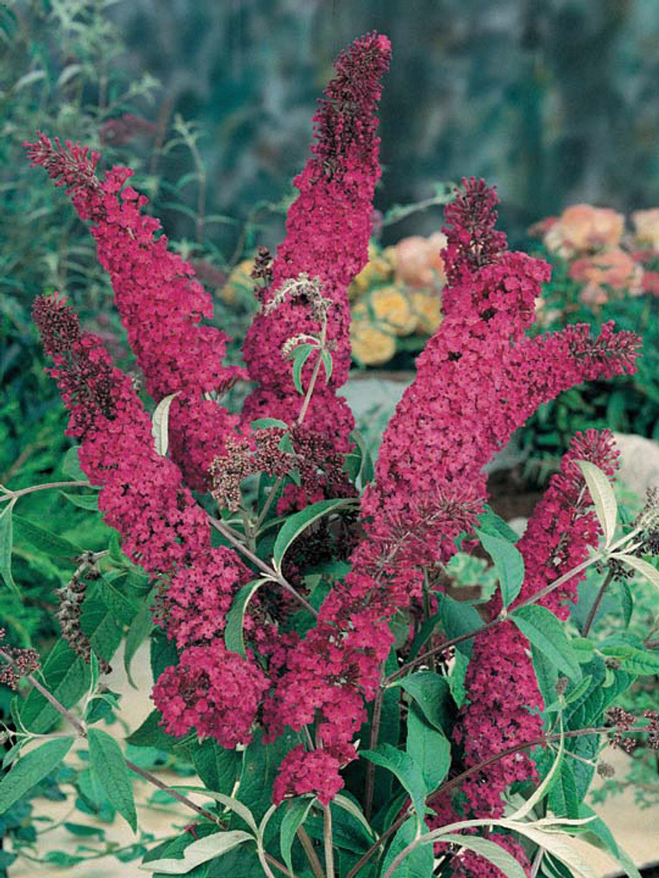 Budlėja Davido (Buddleja davidii) 'Royal Red'