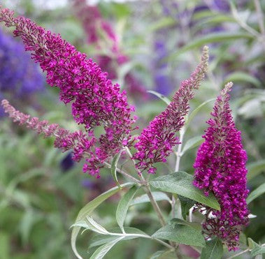 Budlėja Davido (Buddleja davidii) 'Summer Beauty'