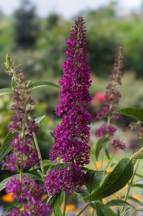 Budlėja Davido (Buddleja davidii) 'Summer Beauty'