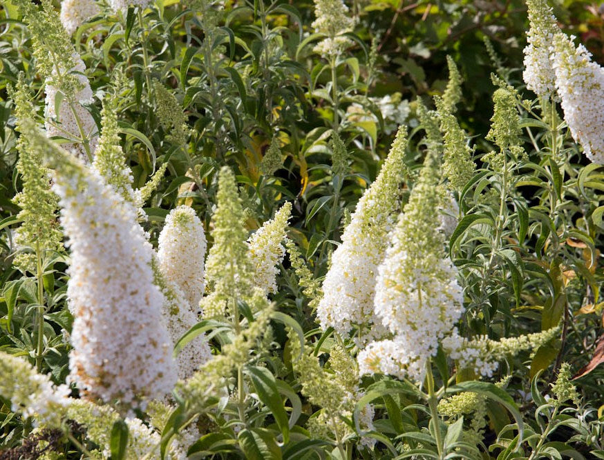 Budlėja Davido (Buddleja davidii) 'White Profusion'