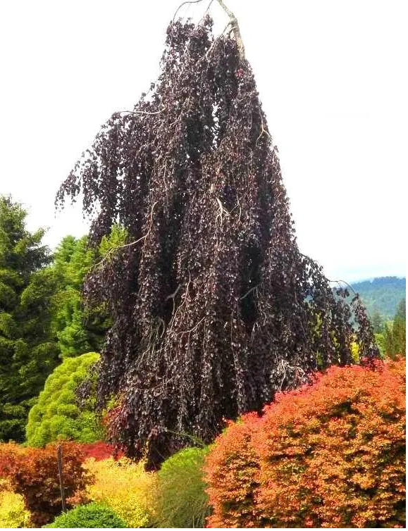Bukas paprastasis (Fagus sylvatica) 'Purple Fountain'
