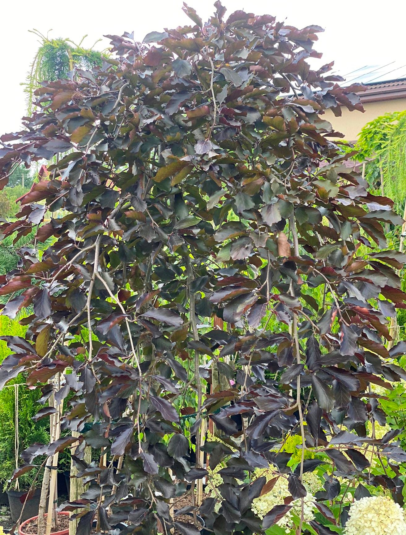 Bukas paprastasis (Fagus sylvatica) 'Purpurea Pendula'