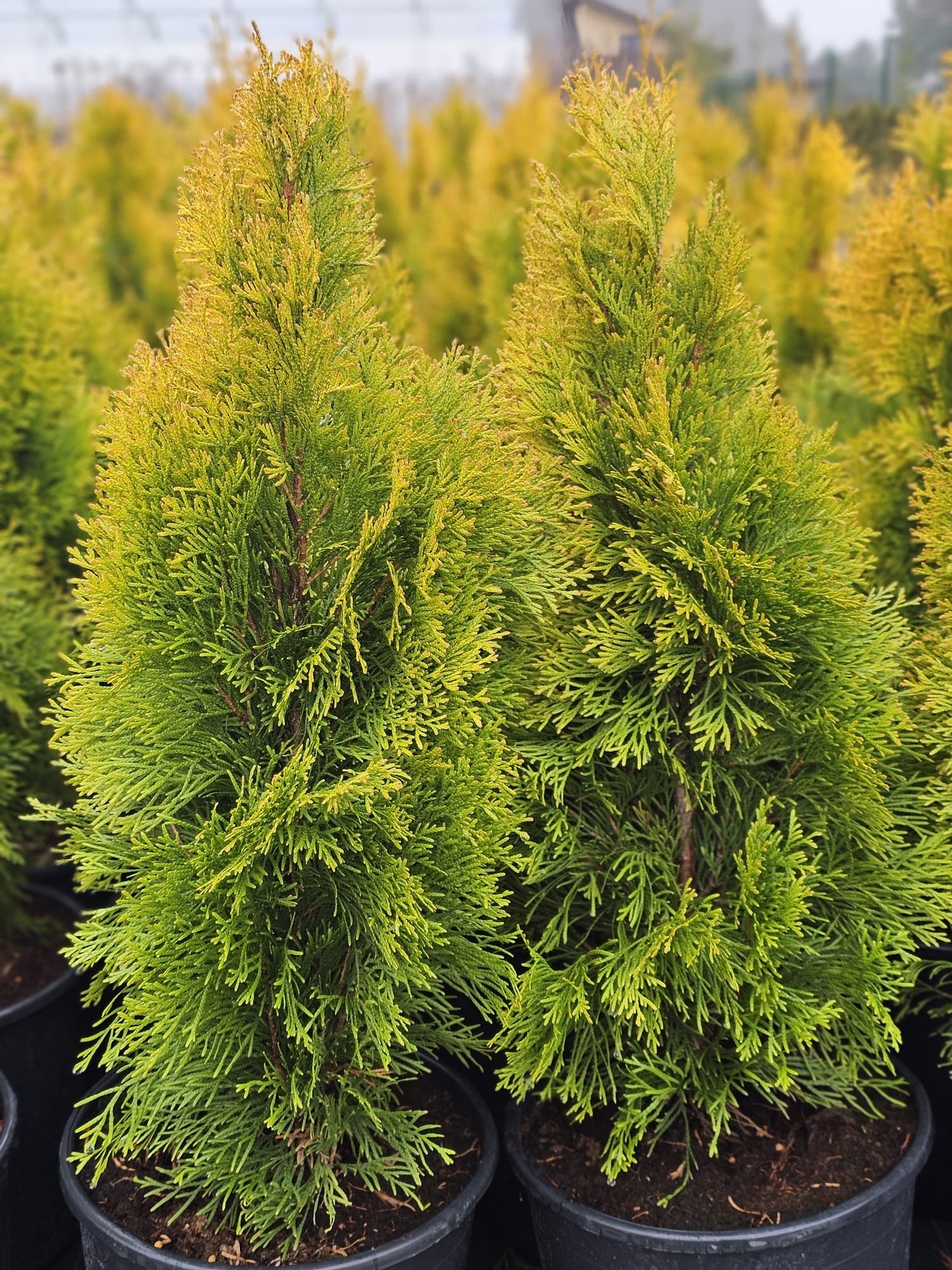 Tuja vakarinė (Thuja occidentalis) 'Golden Smaragd'