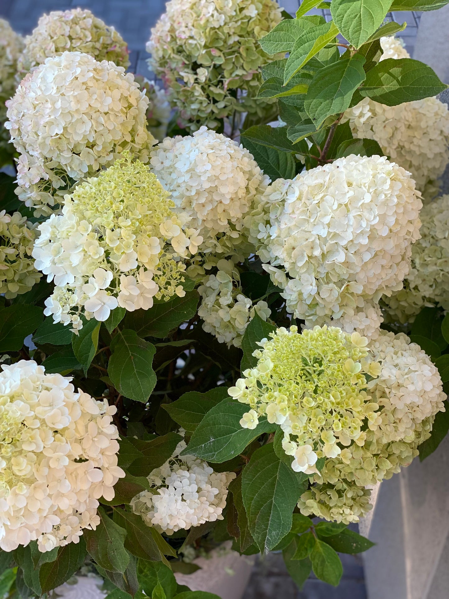 Hortenzija šluotelinė (Hydrangea paniculata) Living 'Summer Snow'