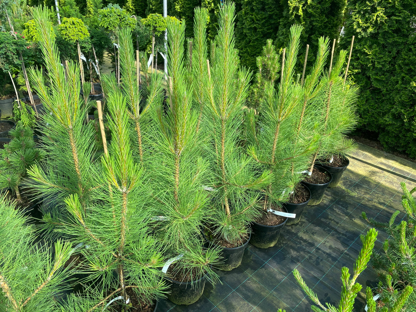 Pušis juodoji (Pinus nigra) 'Goldfingers'