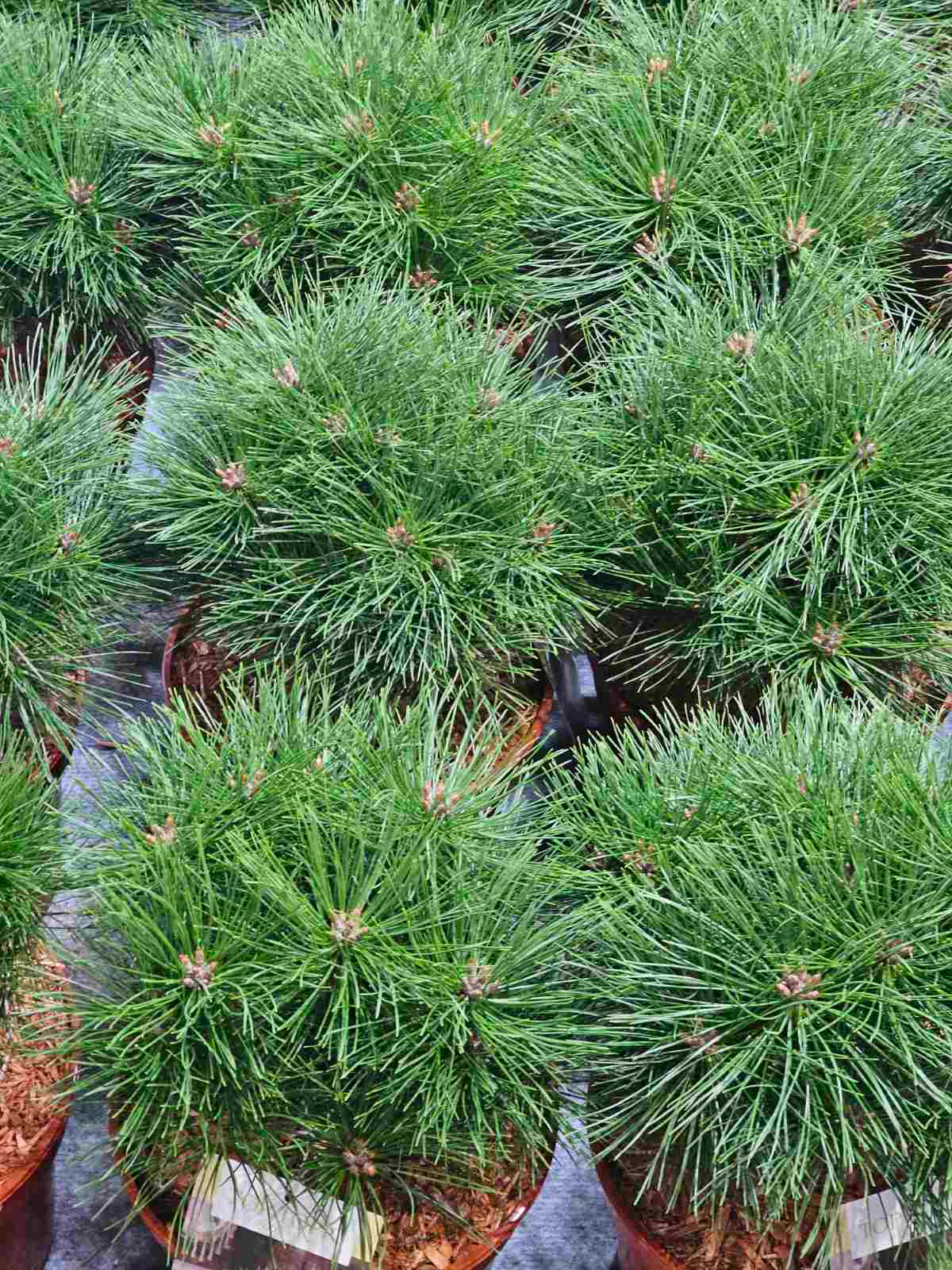 Pušis juodoji (Pinus nigra) 'Arigato'