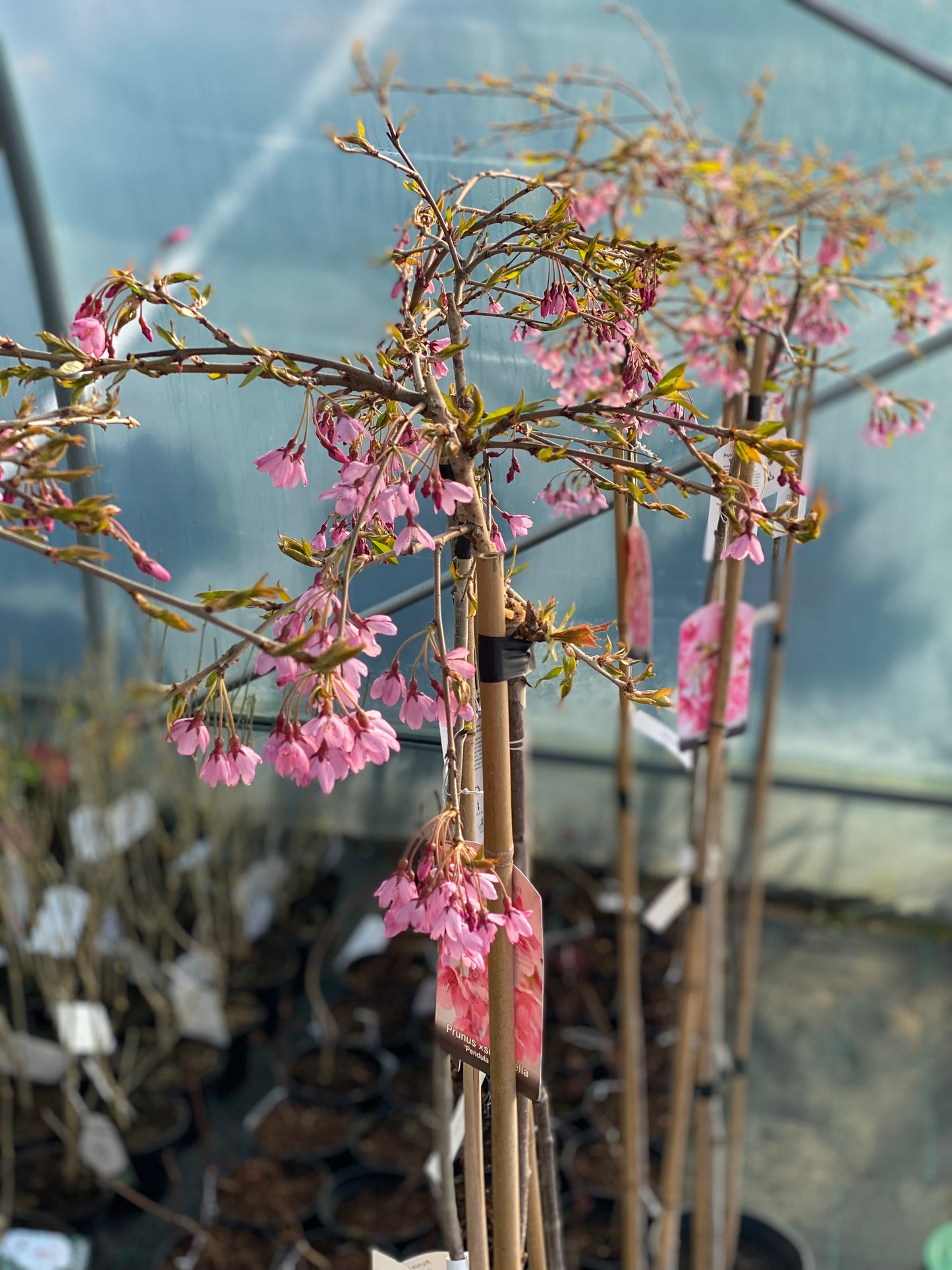 Vyšnia pavasarinė (Prunus subhirtella) 'Pendula Rubra'