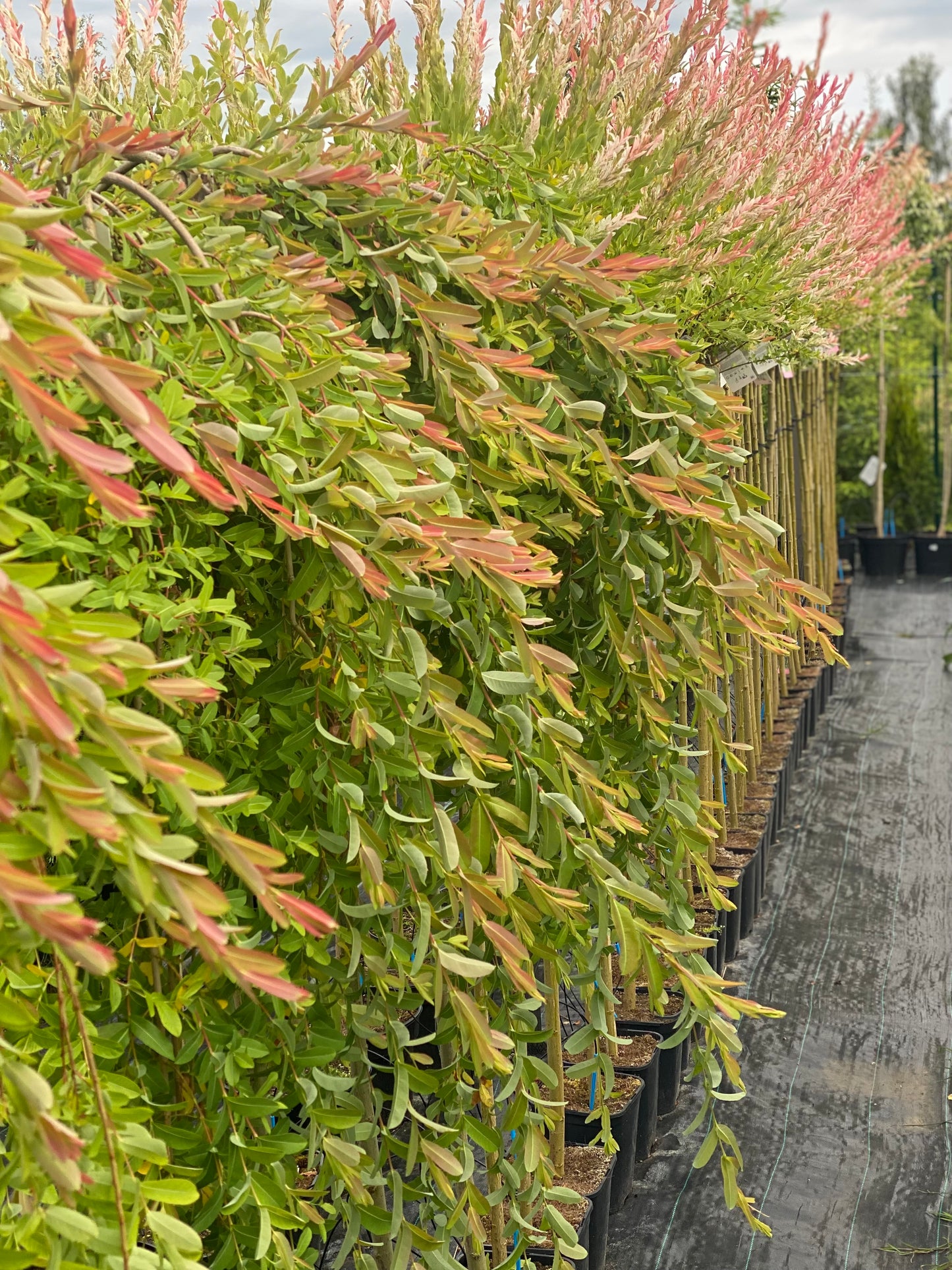 Gluosnis sveikalapis (Salix integra) 'Pendula'
