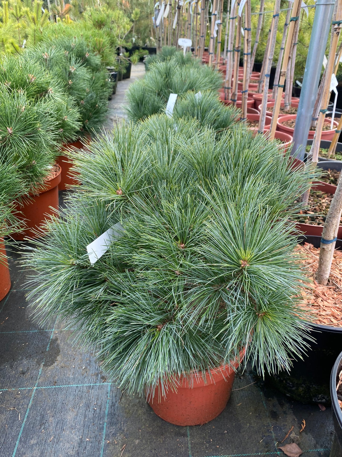 Pušis veimutinė (Pinus strobus) 'Greg'