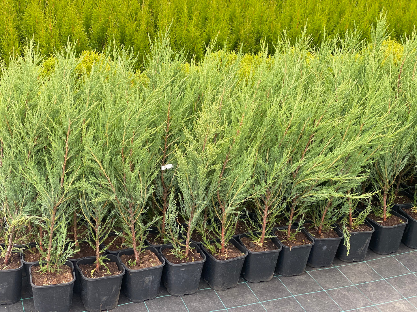 Kadagys uolinis (Juniperus scopulorum) 'Blue Arrow'
