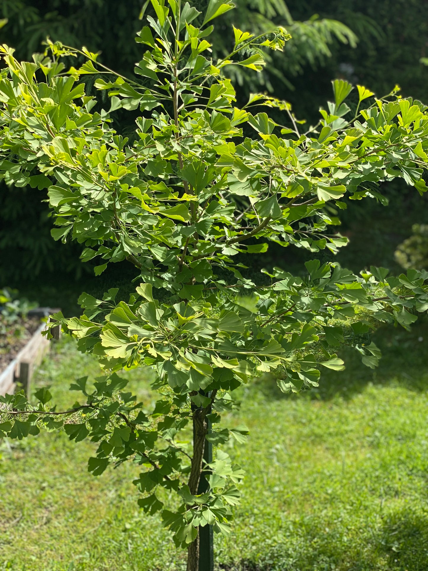 Ginkmedis dviskiautis (Ginkgo biloba)