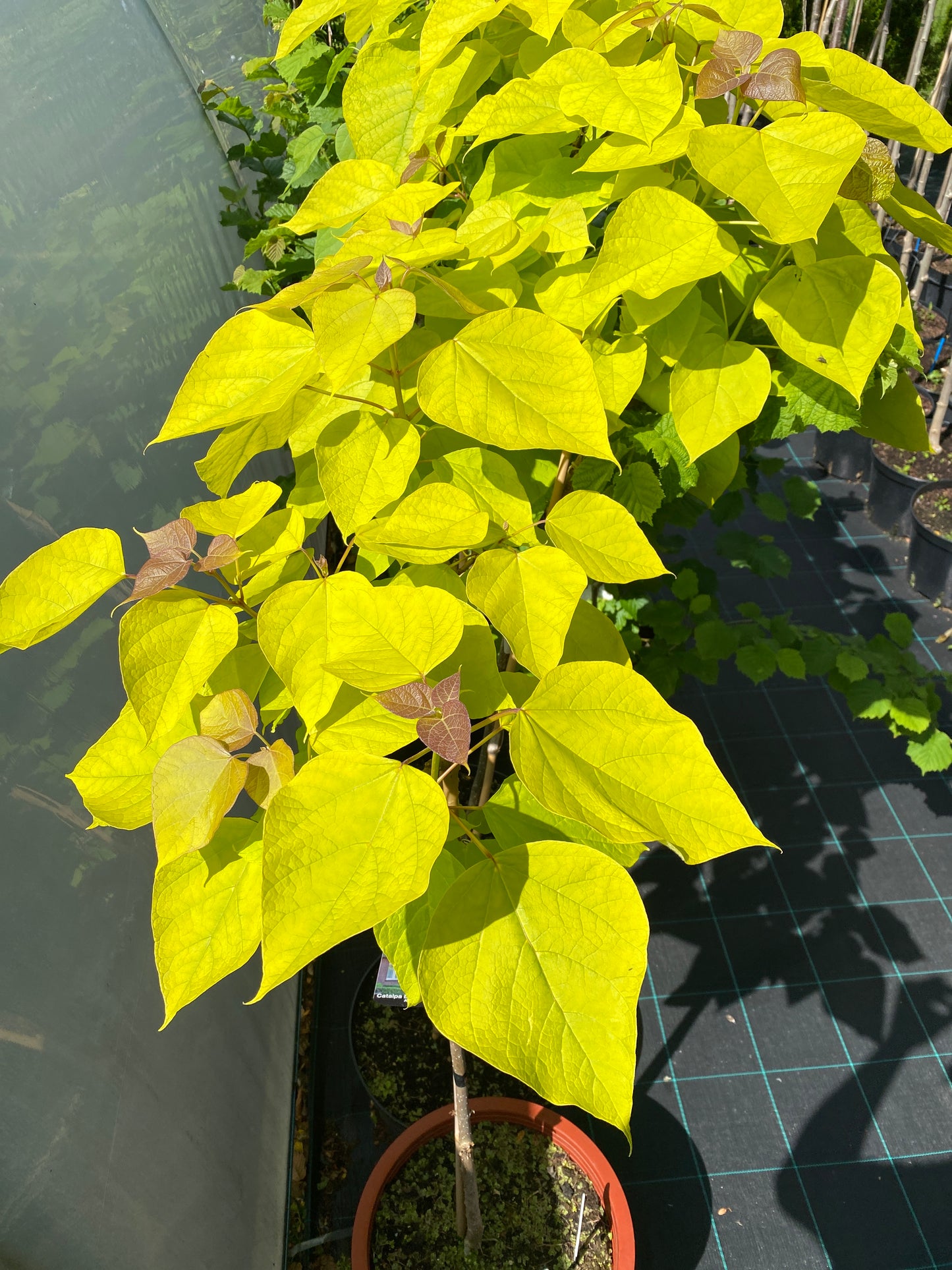 Katalpa paprastoji (Catalpa bignonioides) 'Aurea'