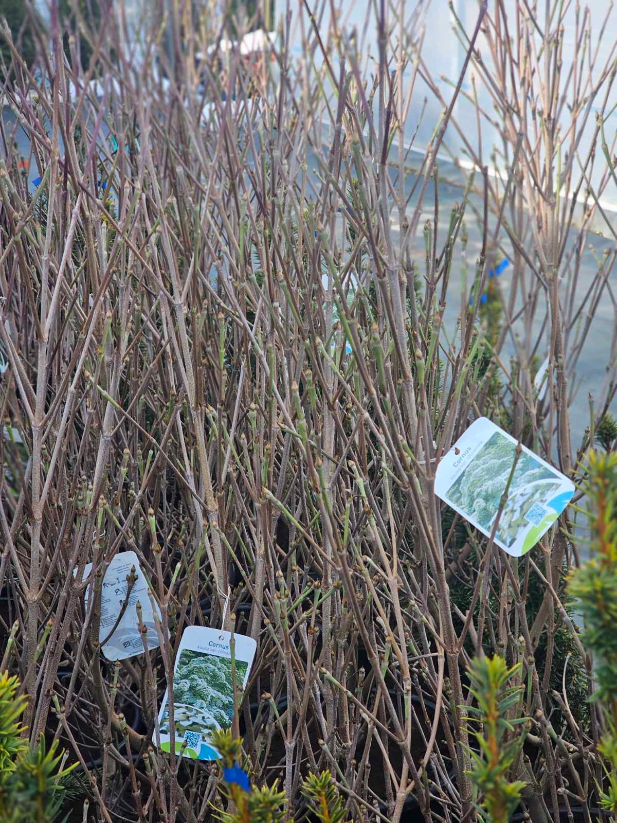 Sedula japoninė kininis porūšis (Cornus kousa var.chinensis)