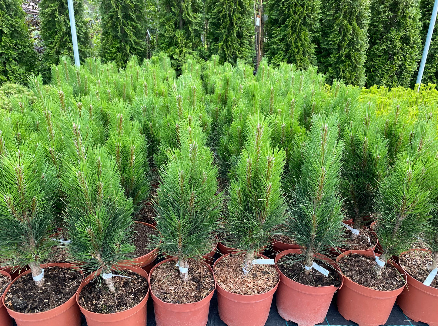 Pušis juodoji (Pinus nigra) 'Green Tower'