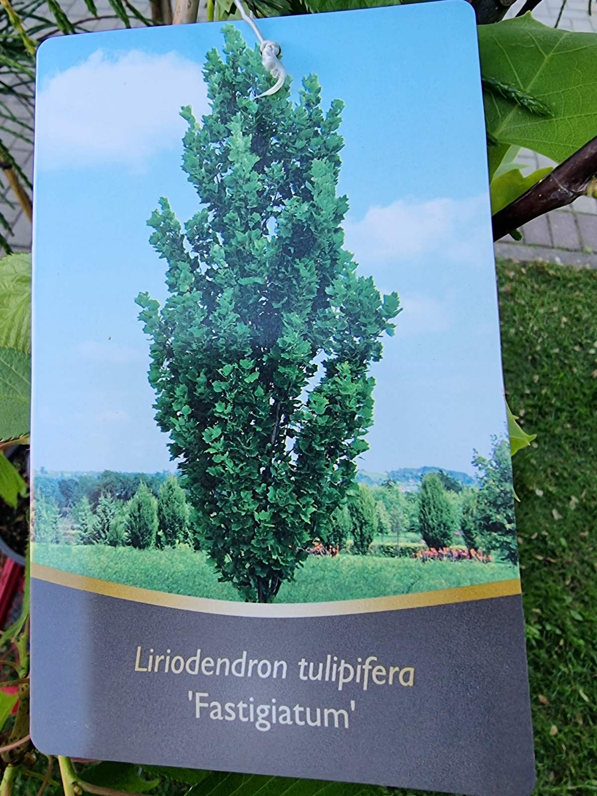 Tulpmedis gelsvažiedis (Liriodendron tulipifera) 'Fastigiatum'