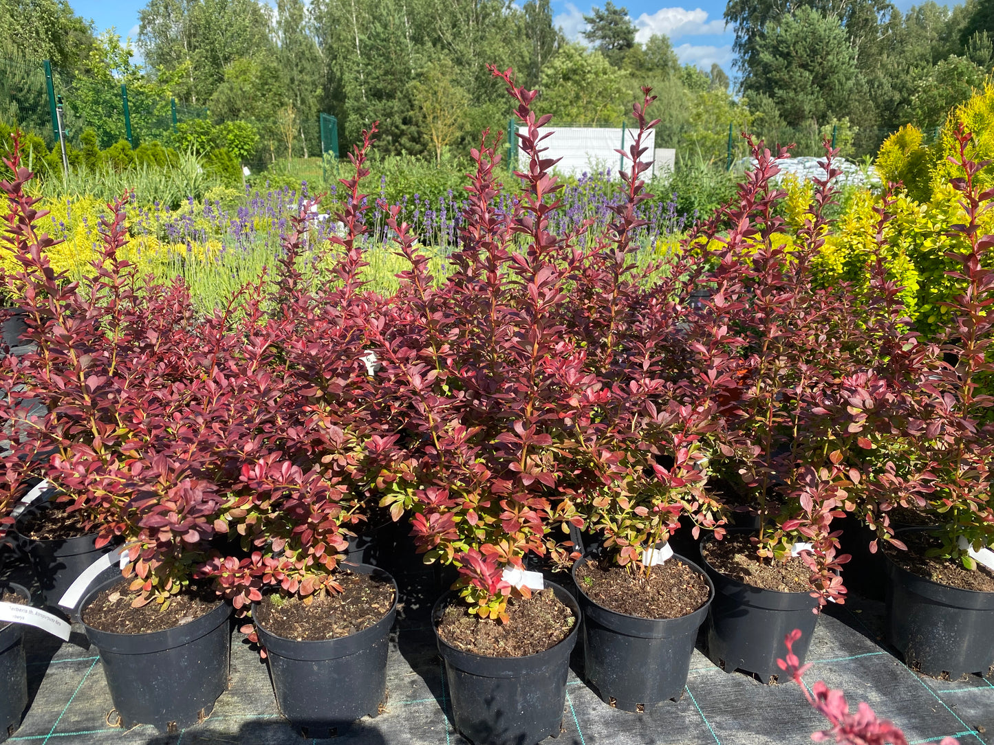 Raugerškis tunbergo (Berberis thunbergii) 'Atropurpurea Nana'