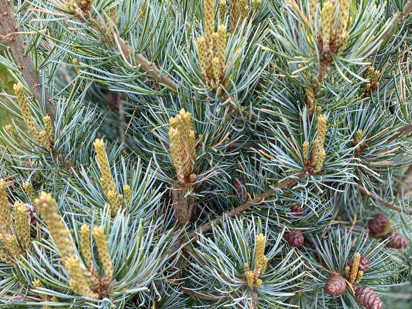 Pušis smulkiažiedė (Pinus parviflora) 'Negishi'