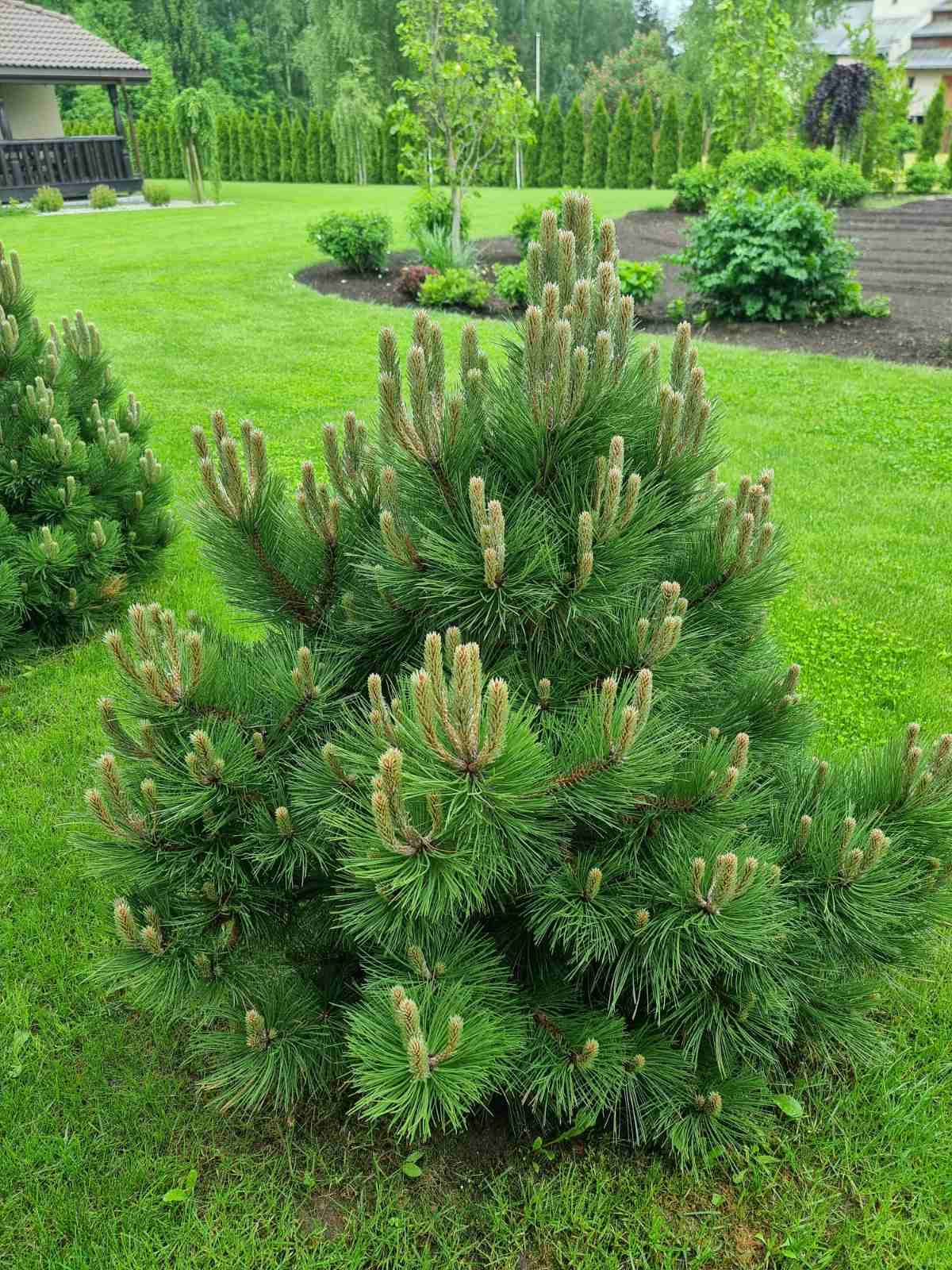 Pušis juodoji (Pinus nigra) 'Helga'