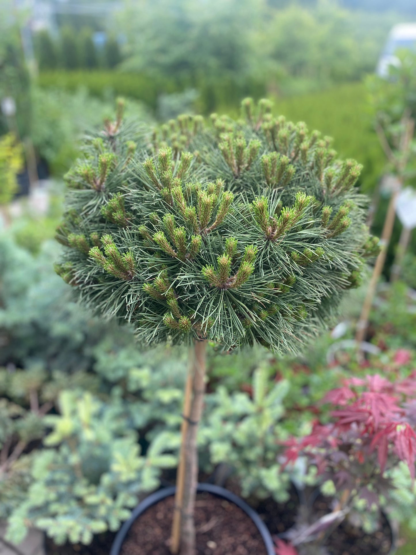Pušis juodoji (Pinus nigra) 'Marie Bregeon' Pa
